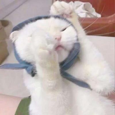 猫咪搞笑可爱大全微信头像