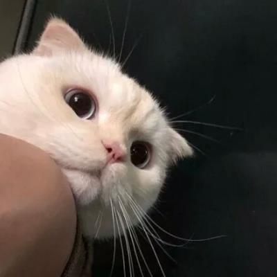 猫咪搞笑可爱大全微信头像