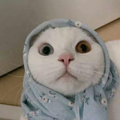猫咪搞笑可爱大全微信头像