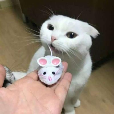 猫咪搞笑可爱大全微信头像