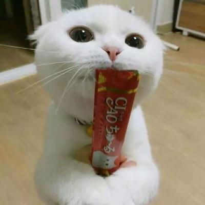 猫咪搞笑可爱大全微信头像