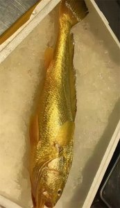 ​讲解养殖大黄鱼与野生大黄鱼的区别及深海野生大黄鱼多少钱一斤