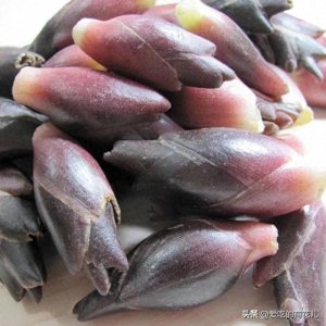 ​走，去深山“搬”阳荷姜去，对了，您认识阳荷姜吗？