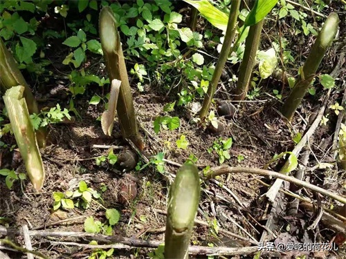 走，去深山“搬”阳荷姜去，对了，您认识阳荷姜吗？