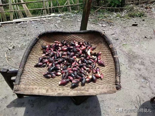 走，去深山“搬”阳荷姜去，对了，您认识阳荷姜吗？