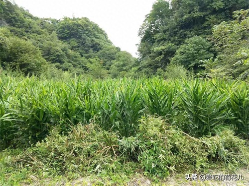 走，去深山“搬”阳荷姜去，对了，您认识阳荷姜吗？