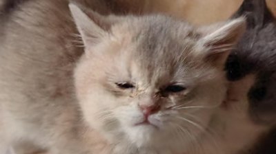 ​花万元买回病猫追踪：“宠物基地”退费补偿