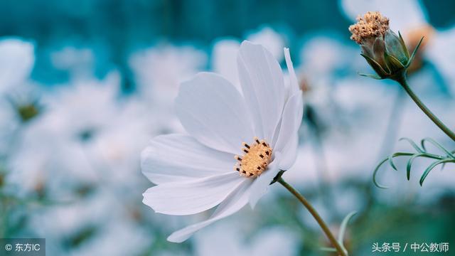 心理学的五大效应值得收藏（十大心理学效应）(4)