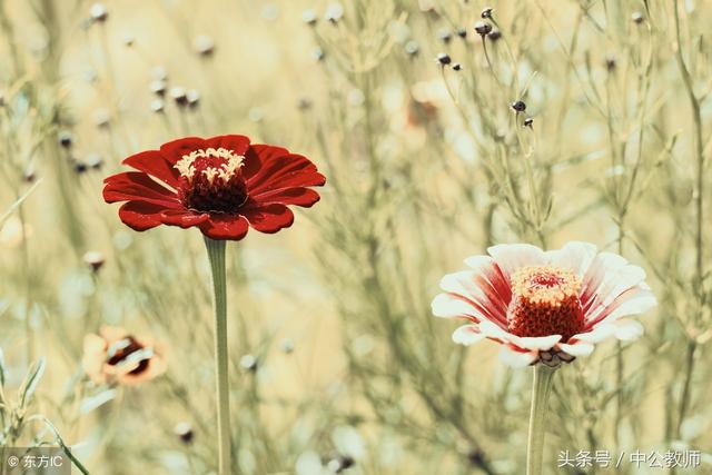 心理学的五大效应值得收藏（十大心理学效应）(3)