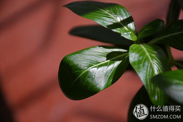 尼康d7100从入门到高手摄影全攻略（进泥坑告别渣画质）(24)