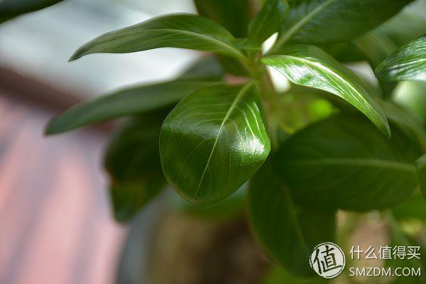 尼康d7100从入门到高手摄影全攻略（进泥坑告别渣画质）(23)