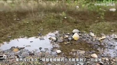 ​麻了！在路边发现一只被铁线虫控制的螳螂，从马路爬向了水里！