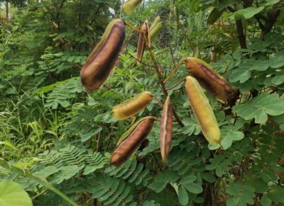 ​云实树下的奇趣生物：斗米虫的奥秘与传说
