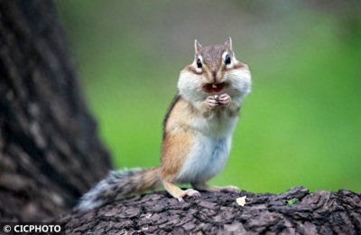 ​辽宁沈阳：野生花栗鼠觅食忙