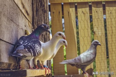 ​超百家秋棚收鸽过万 看看前十榜单上都有谁？