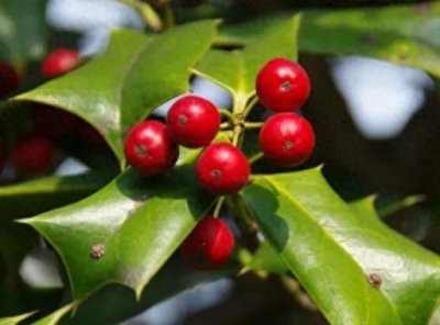 ​枸骨独特而迷人的植物“精灵”