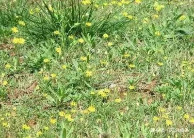 ​农村一野草常被误认为菊花，人称“还阳草”，如今一斤卖30元！