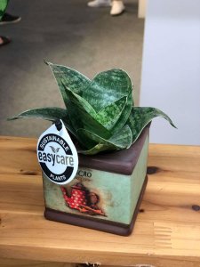 ​虎尾兰的种类