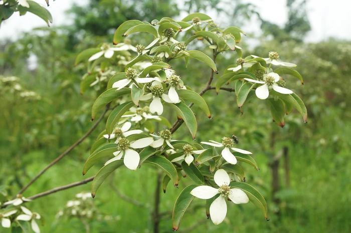 农村里一种奇特的树,开花有4片,果实像荔枝,能治肝炎还能酿酒