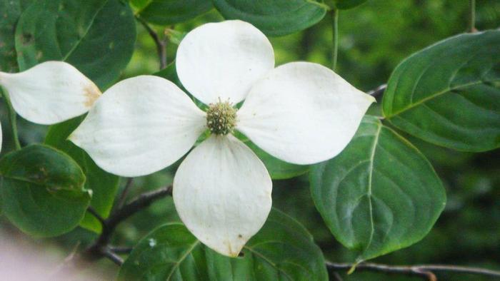 农村里一种奇特的树,开花有4片,果实像荔枝,能治肝炎还能酿酒