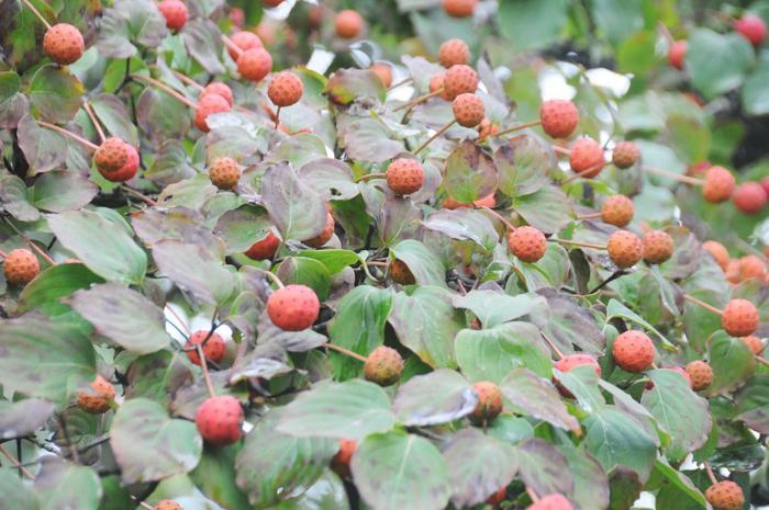 农村里一种奇特的树,开花有4片,果实像荔枝,能治肝炎还能酿酒
