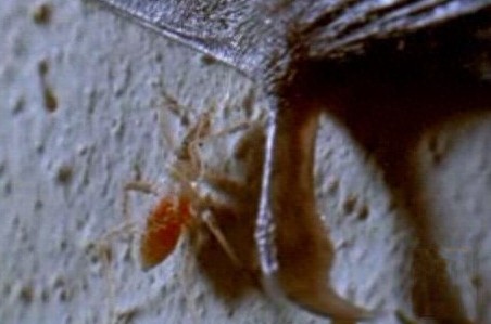 这只吸血虫将蝙蝠吸血致死，恐怖的过程让人毛骨悚然！