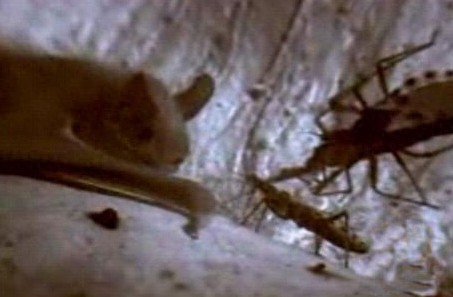 这只吸血虫将蝙蝠吸血致死，恐怖的过程让人毛骨悚然！