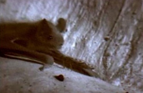 这只吸血虫将蝙蝠吸血致死，恐怖的过程让人毛骨悚然！