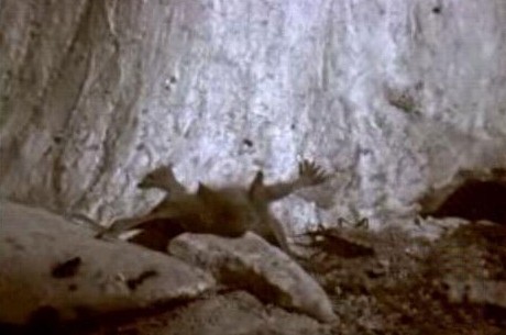 这只吸血虫将蝙蝠吸血致死，恐怖的过程让人毛骨悚然！