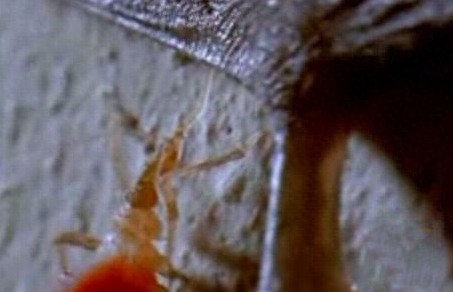 这只吸血虫将蝙蝠吸血致死，恐怖的过程让人毛骨悚然！