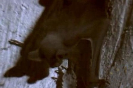 这只吸血虫将蝙蝠吸血致死，恐怖的过程让人毛骨悚然！