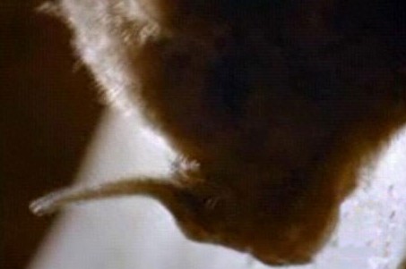 这只吸血虫将蝙蝠吸血致死，恐怖的过程让人毛骨悚然！