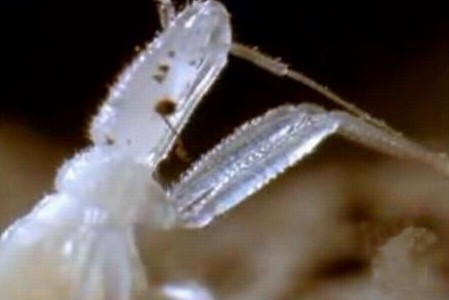 这只吸血虫将蝙蝠吸血致死，恐怖的过程让人毛骨悚然！