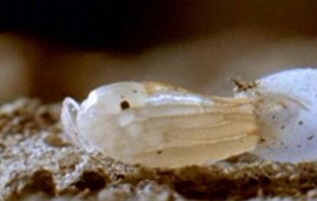 这只吸血虫将蝙蝠吸血致死，恐怖的过程让人毛骨悚然！