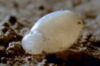 ​这只吸血虫将蝙蝠吸血致死，恐怖的过程让人毛骨悚然！