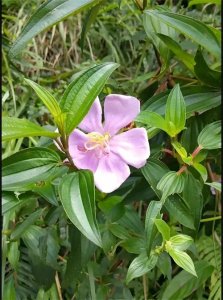 ​“龅牙妹”的传说：野牡丹的美丽与药用价值，竟让农村老辈们着迷