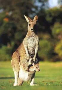 身体上有口袋的动物你知道多少？