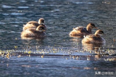 ​为什么是人力资本？