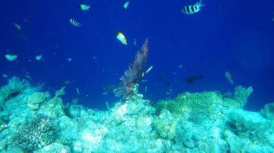 ​12月埃及旅游注意12月埃及旅游注意事项