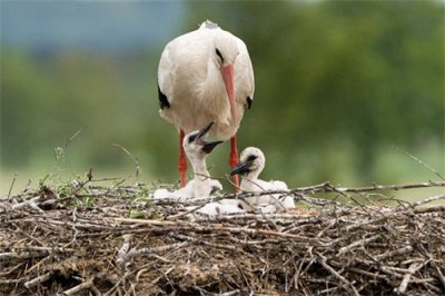 ​白鹳——德国的国鸟，送子鸟