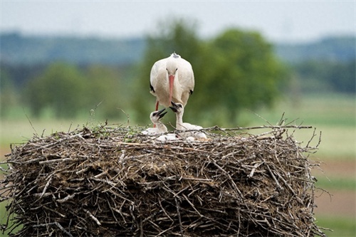 白鹳——德国的国鸟，送子鸟