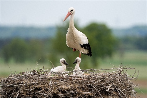 白鹳——德国的国鸟，送子鸟