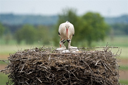 白鹳——德国的国鸟，送子鸟