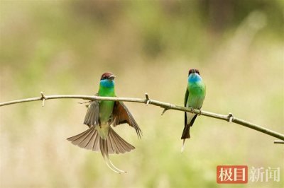 ​“中国最美小鸟”现身武汉新洲沙河