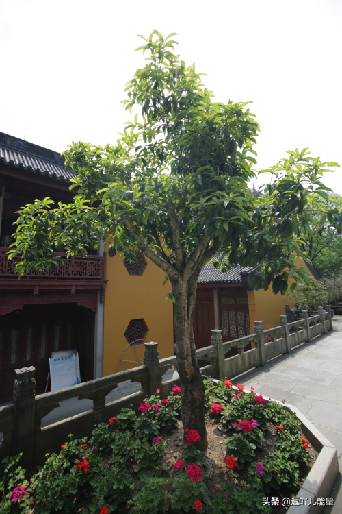 灵隐寺的对联个个是千古绝对，有幸拍下一副最清晰的对联作为收藏