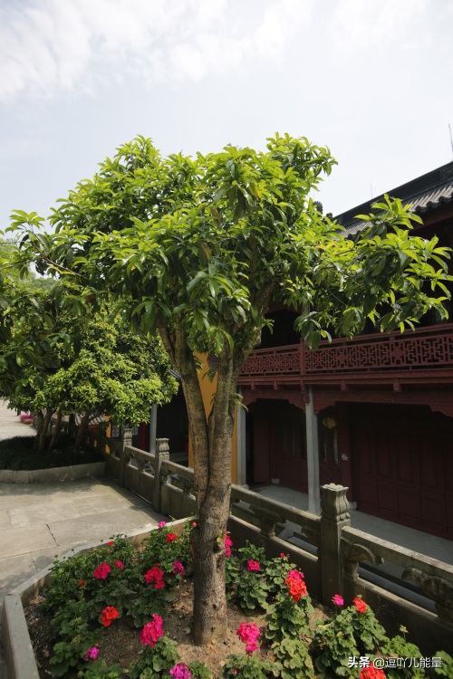 灵隐寺的对联个个是千古绝对，有幸拍下一副最清晰的对联作为收藏