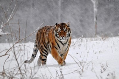 ​中美俄专家曾宣布：中国东北虎面临灭绝威胁！一只母老虎挽救局面