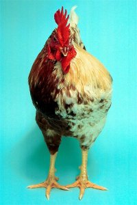 ​母鸡变公鸡，千古之谜仍待解开