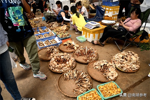 云南松茸一公斤2万6暴跌至200元，吃货们纷纷“剁手”抢菌