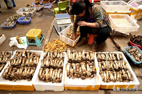 云南松茸一公斤2万6暴跌至200元，吃货们纷纷“剁手”抢菌